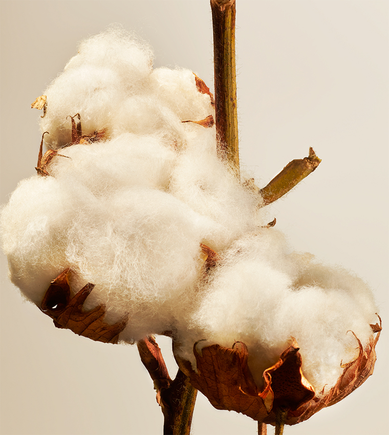 Cotton Blossom Scented Candle - 360g