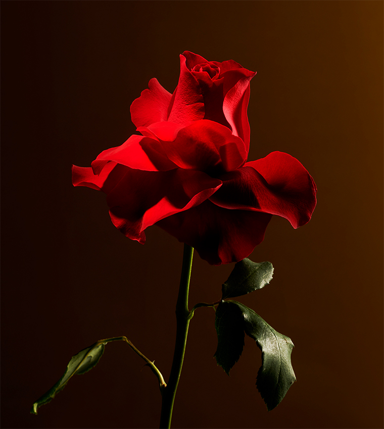 Imperial Rose Fragrance Sticks - 450ml