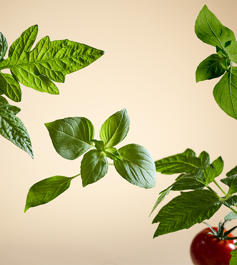 White Basil Car Air Freshener