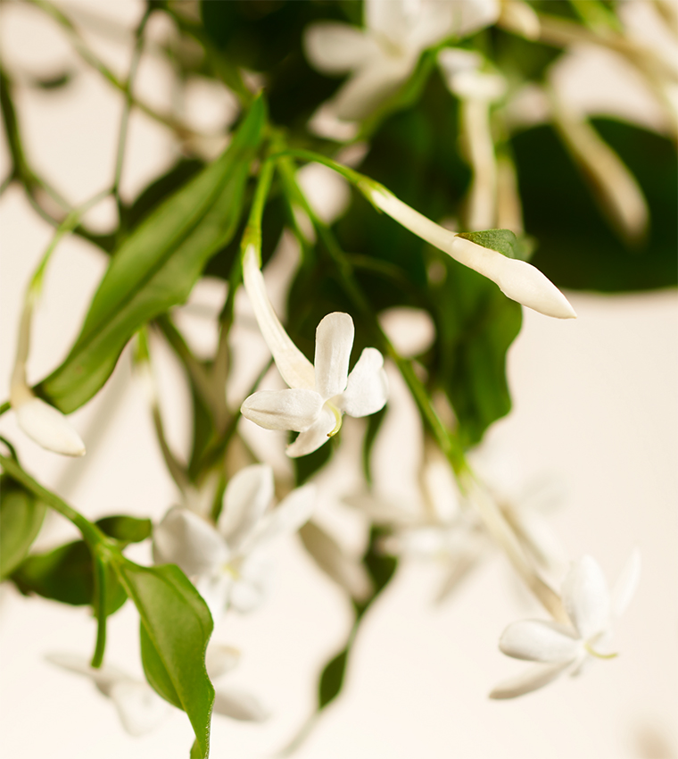 Sweet Jasmine Fragrance Sticks - 450ml